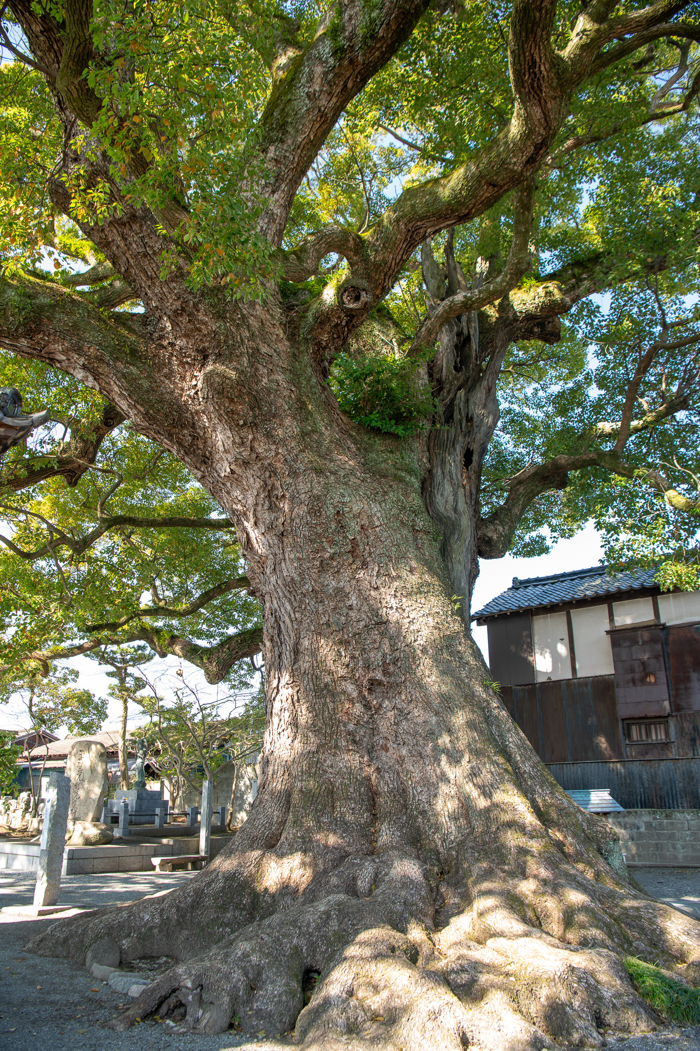 安長寺の大クス