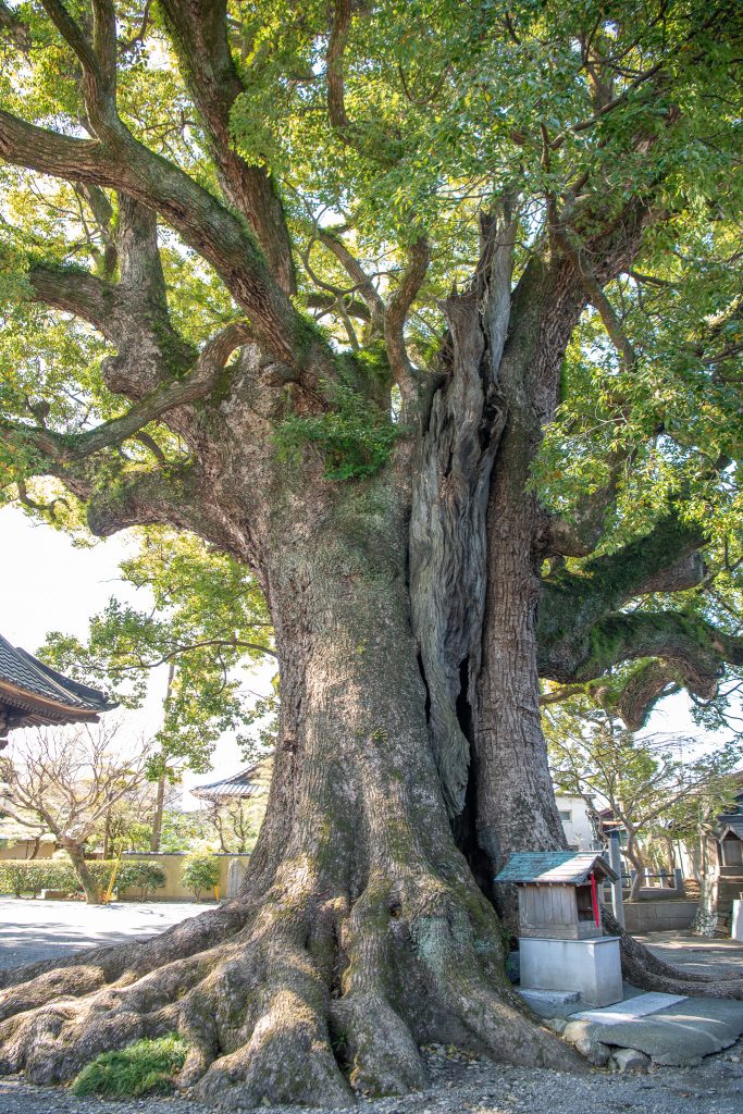 安長寺の大クス
