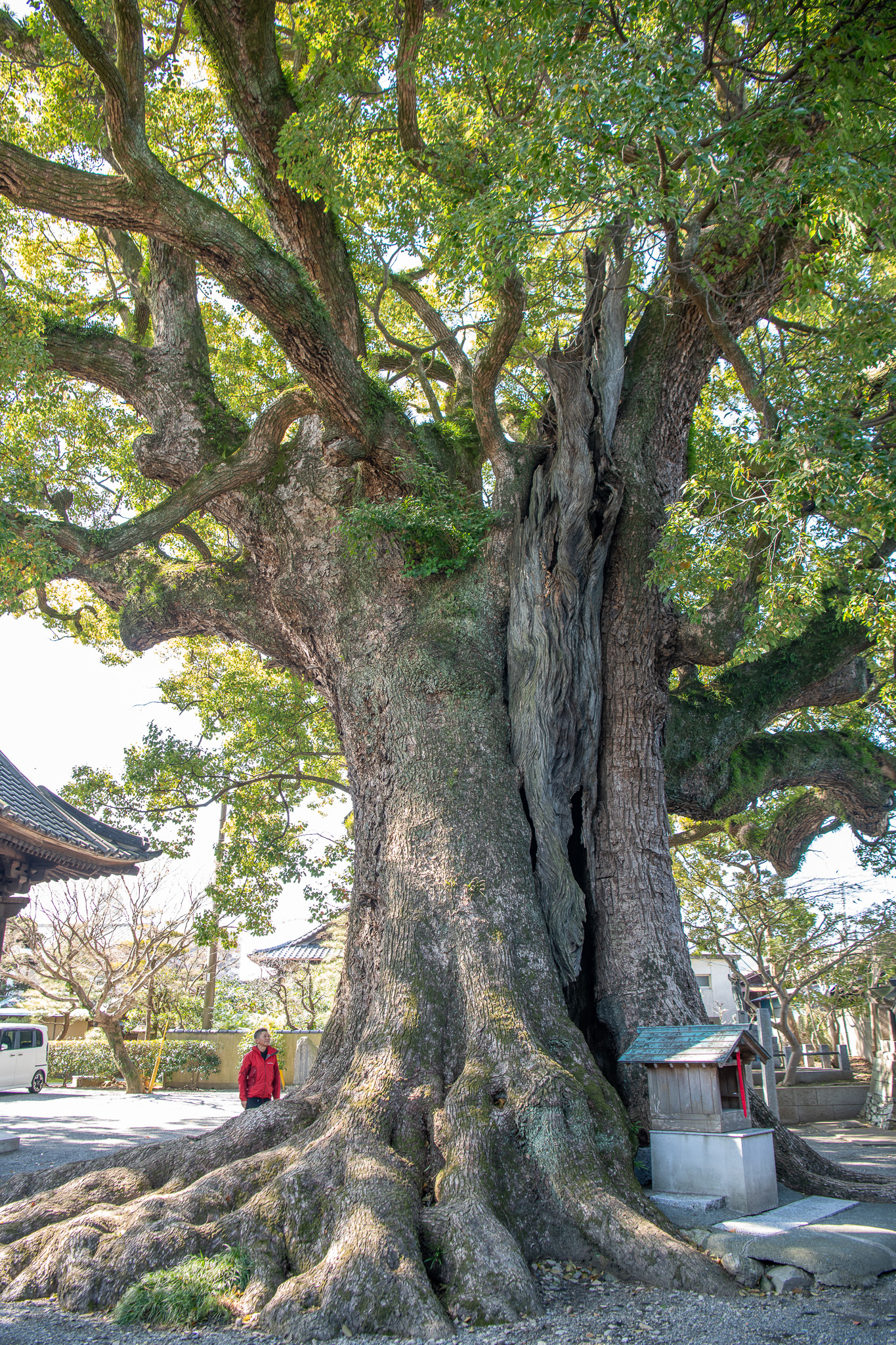 安長寺の大クス