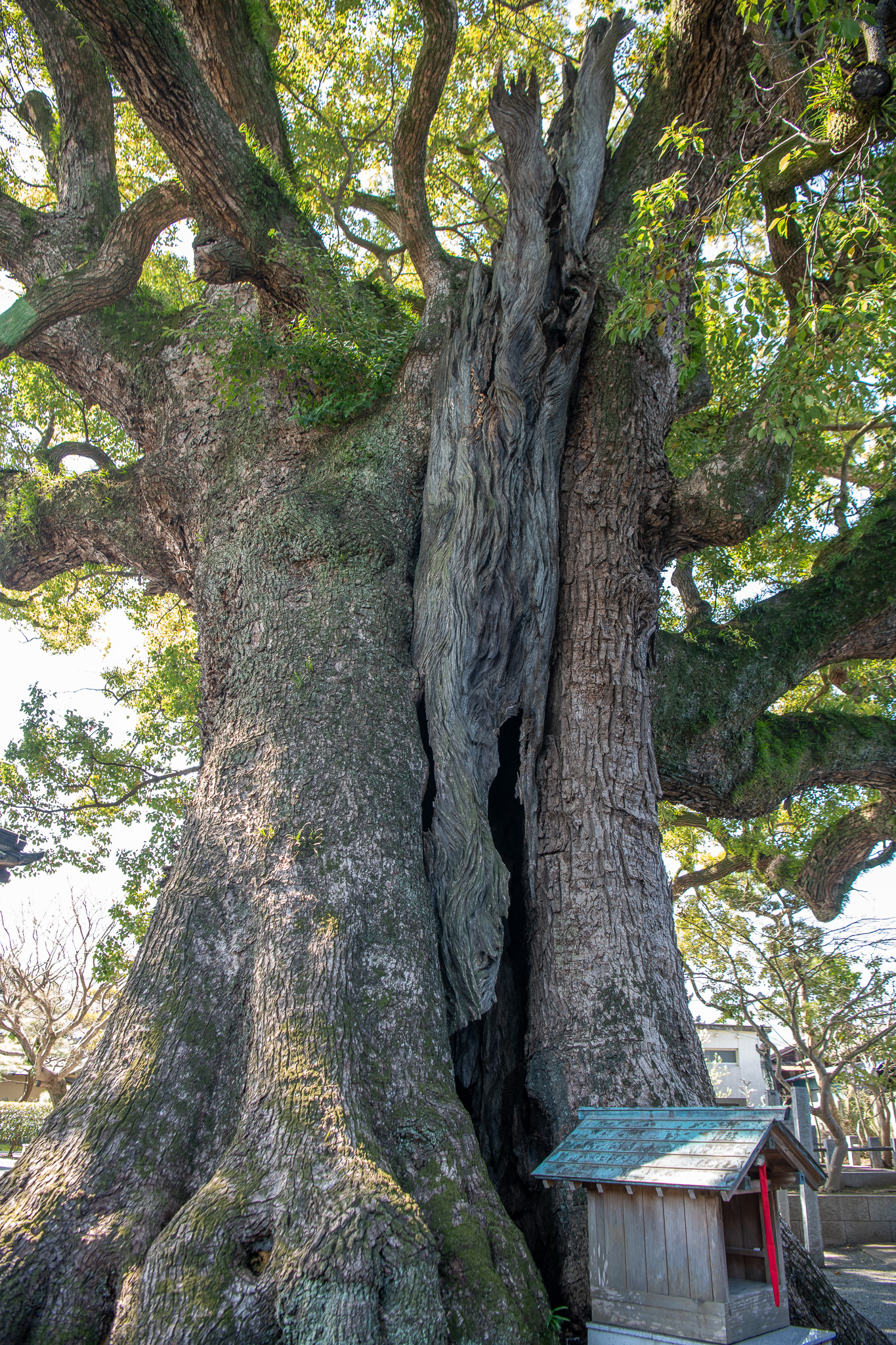 安長寺の大クス