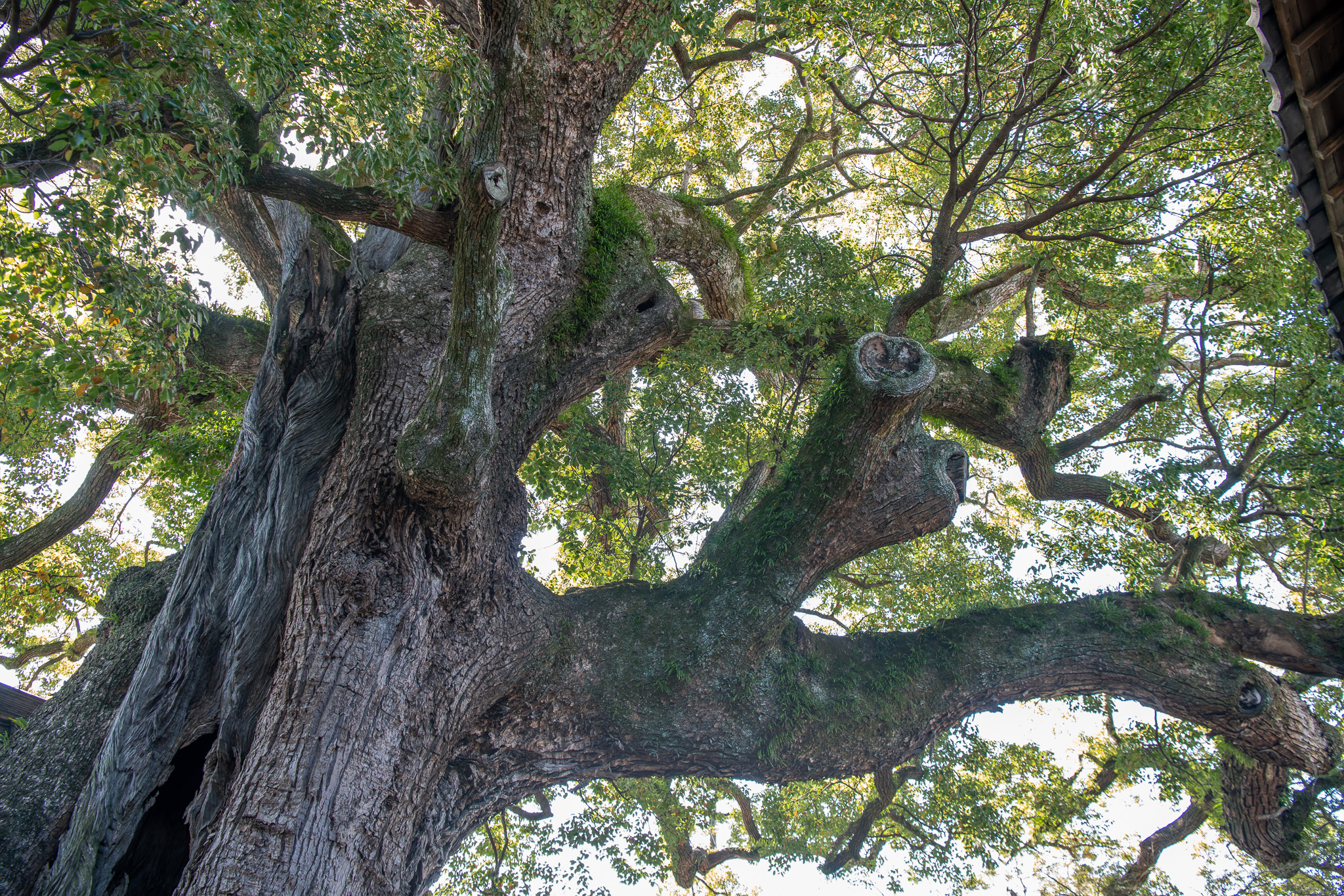 安長寺の大クス