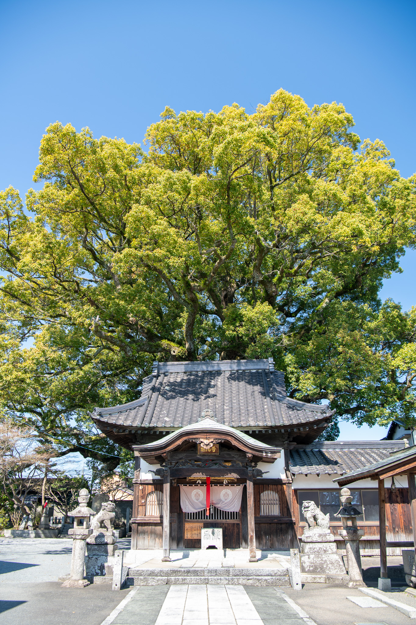 安長寺の大クス