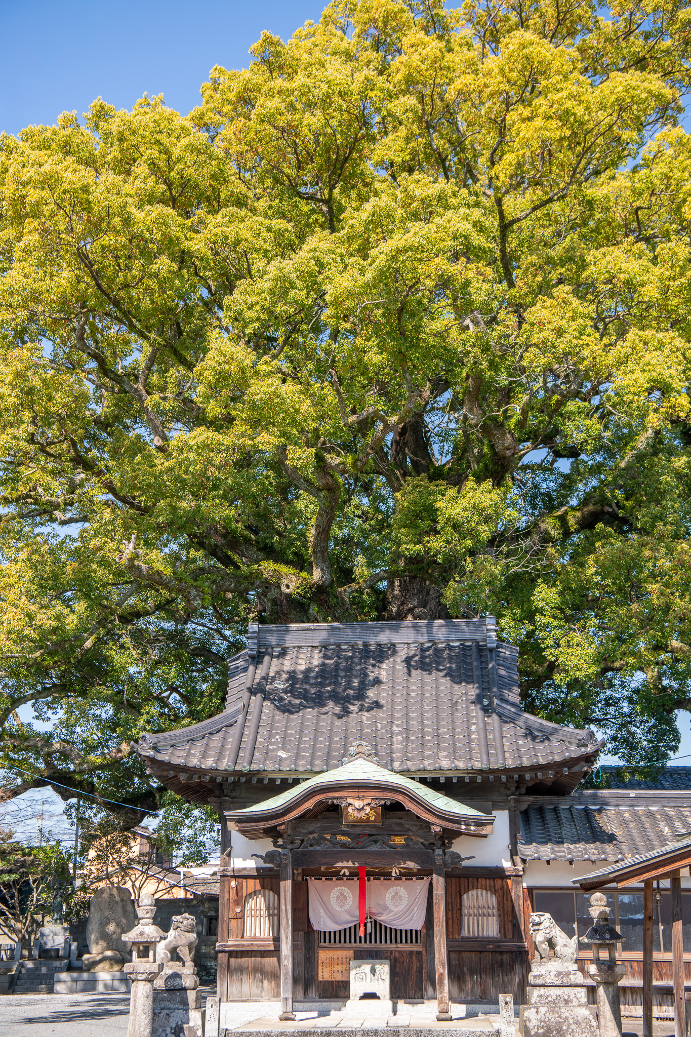 安長寺の大クス