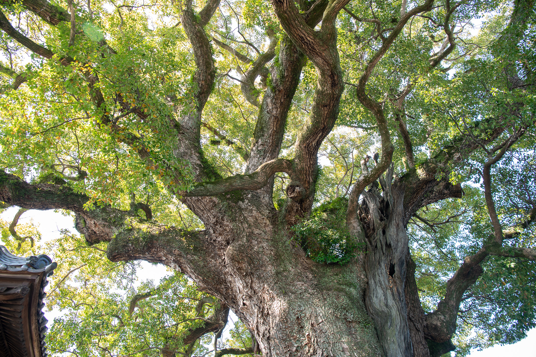 安長寺の大クス