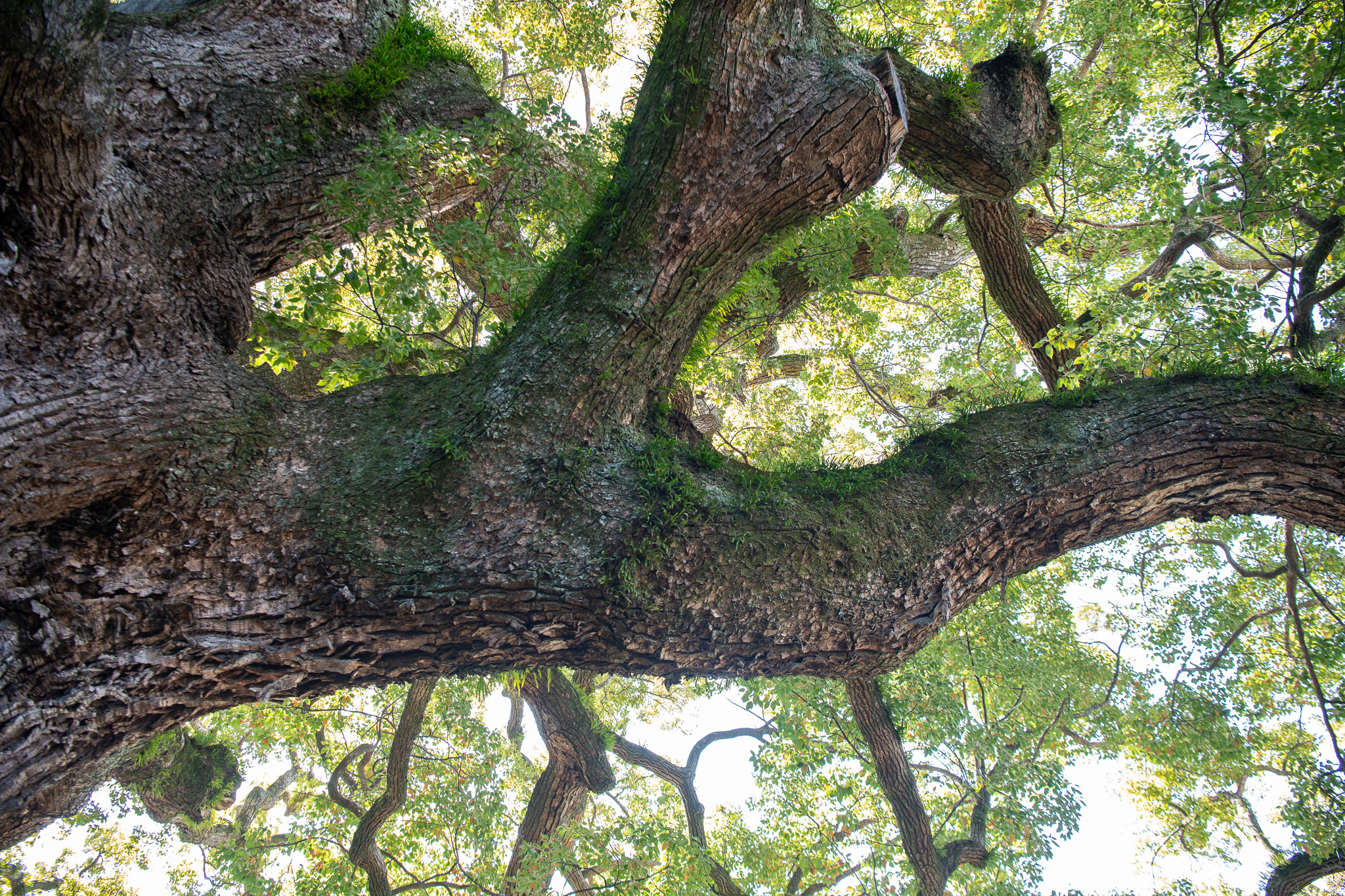 安長寺の大クス