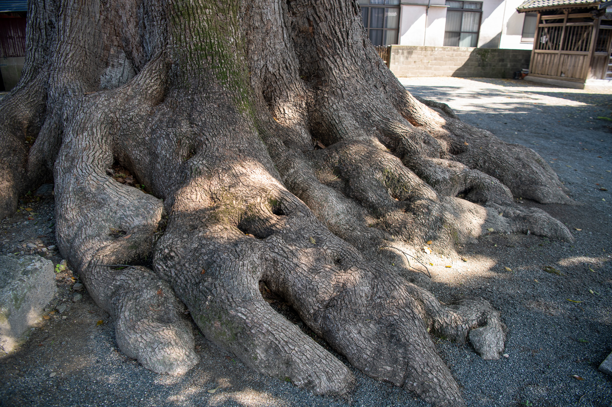 安長寺の大クス