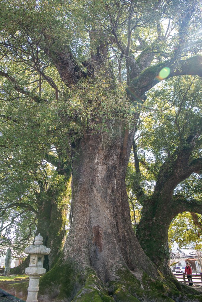善導寺の大樟