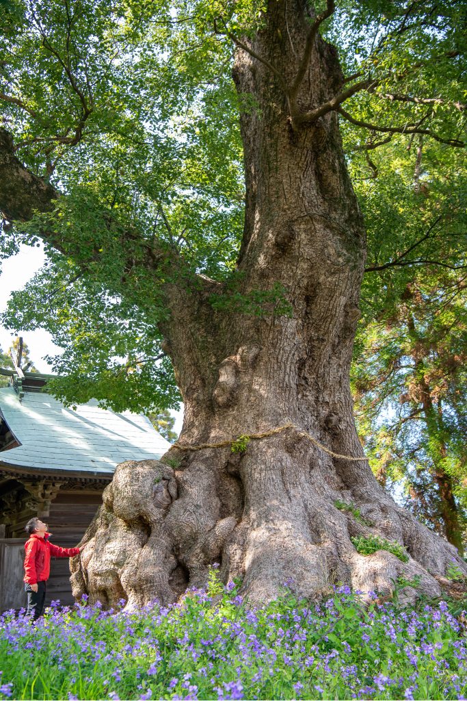 地徳阿蘇神社の樟