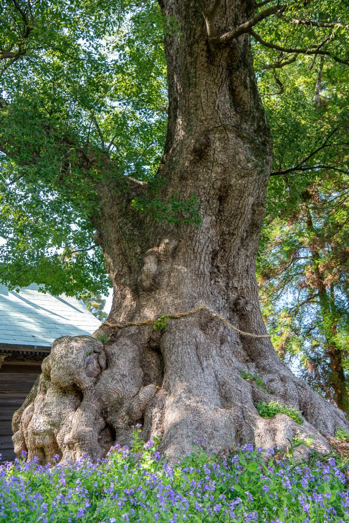 地徳阿蘇神社の樟