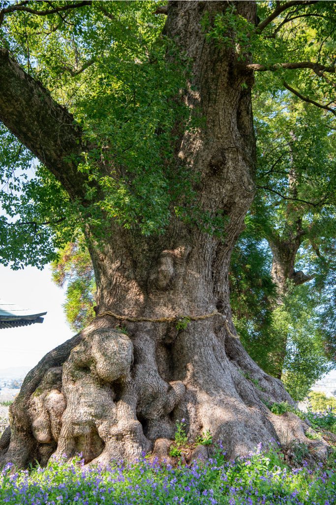 地徳阿蘇神社の樟
