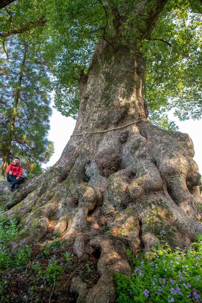 地徳阿蘇神社の樟