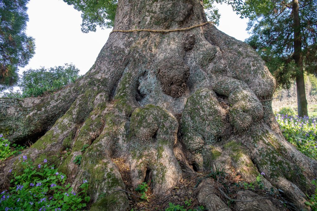 地徳阿蘇神社の樟