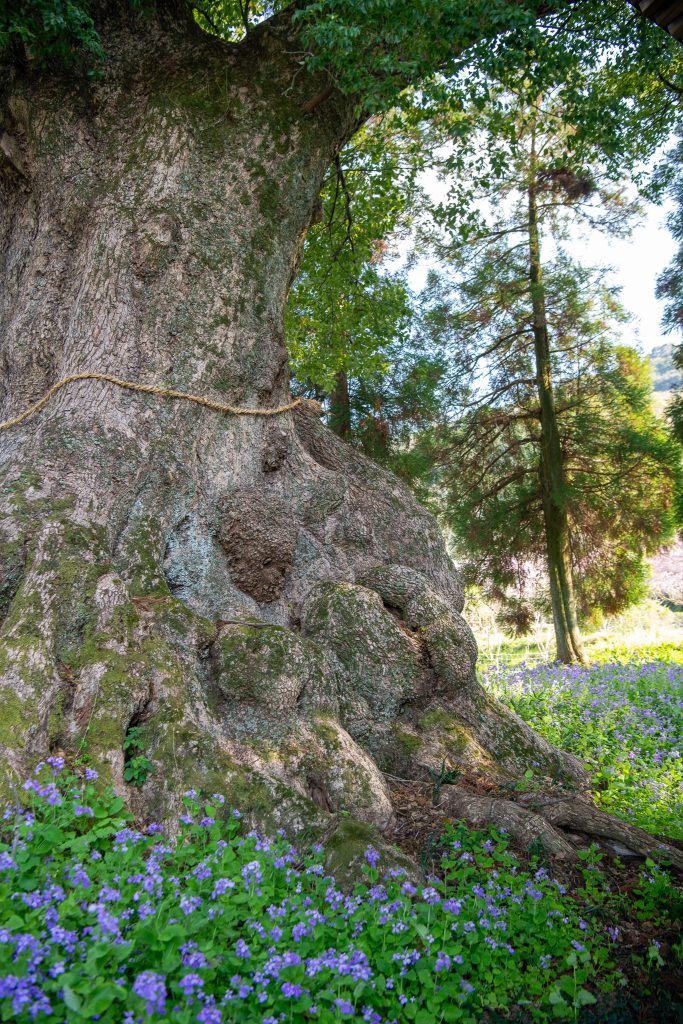 地徳阿蘇神社の樟