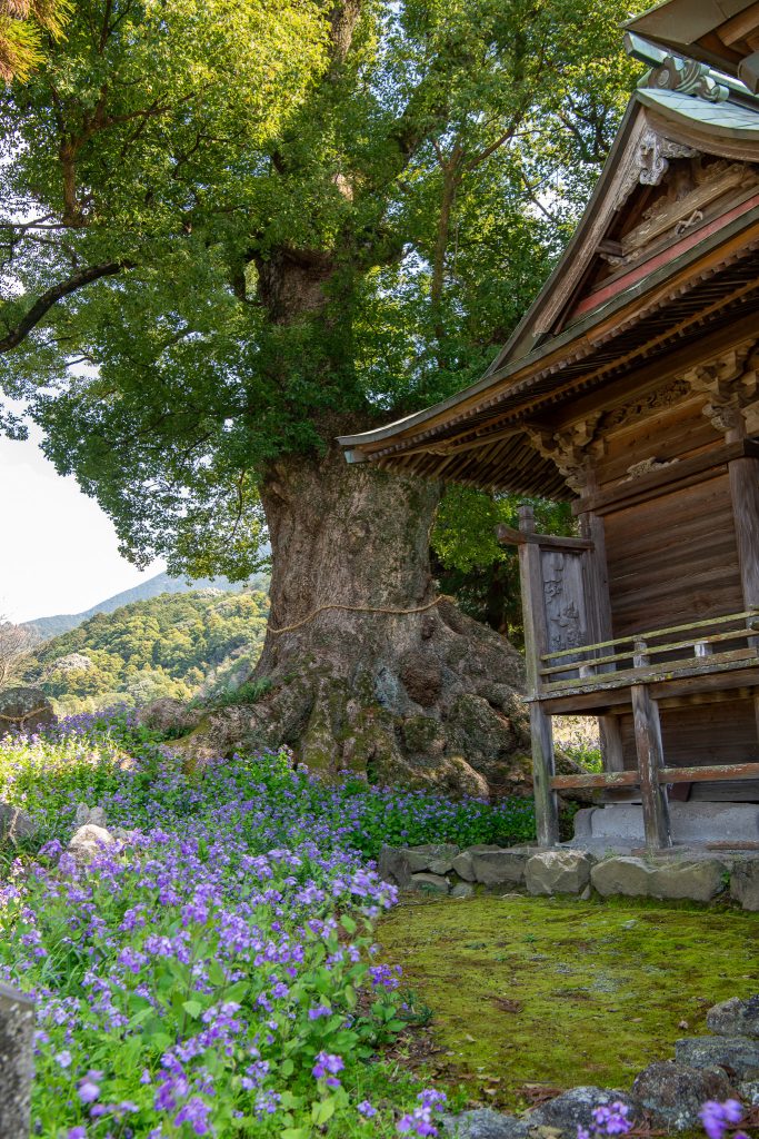 地徳阿蘇神社の樟