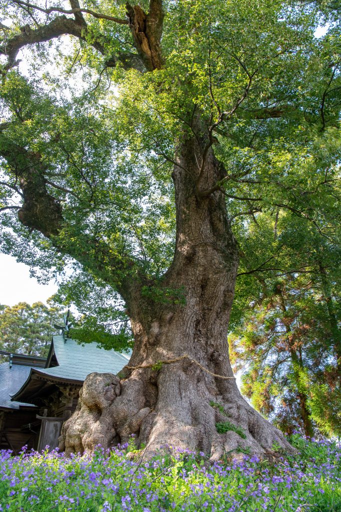 地徳阿蘇神社の樟