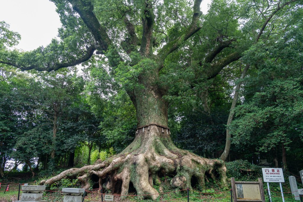 光岡八幡宮の大樟