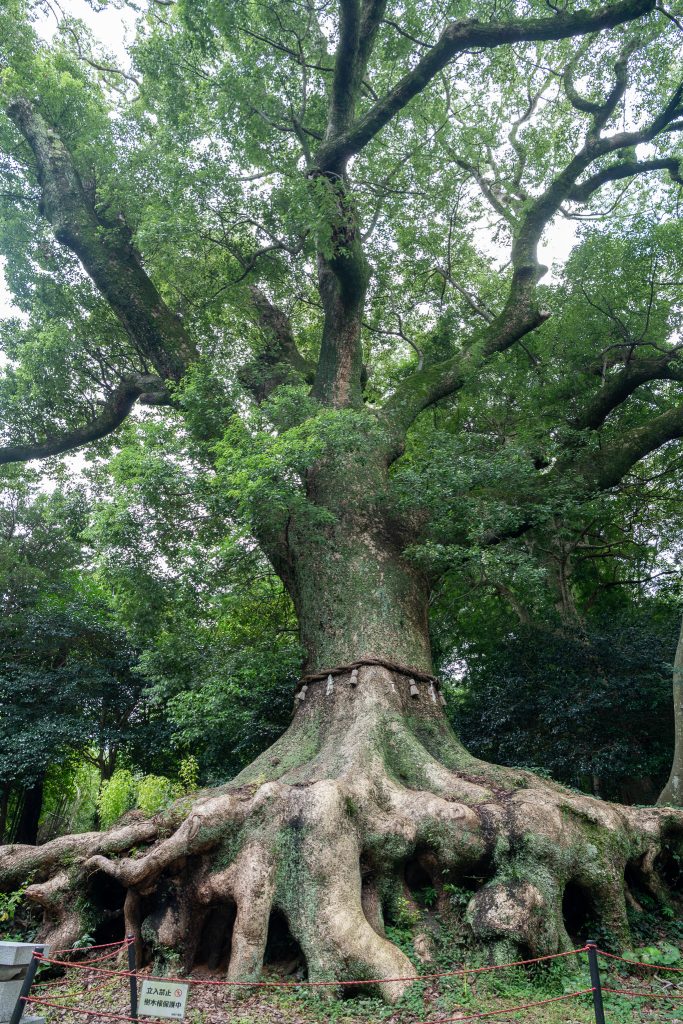光岡八幡宮の大樟