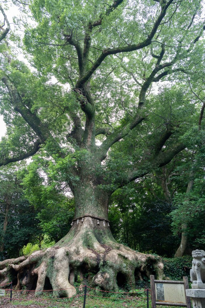光岡八幡宮の大樟