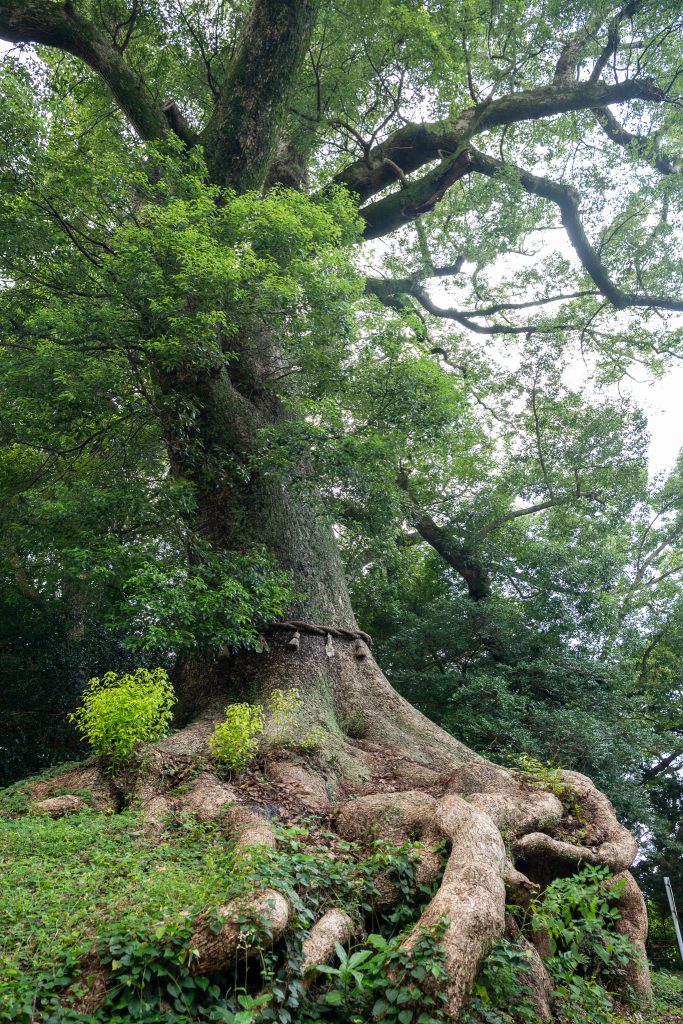光岡八幡宮の大樟
