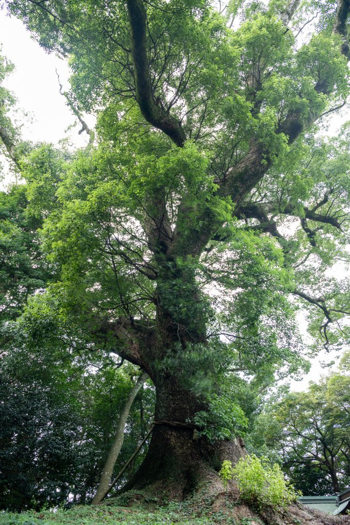 光岡八幡宮の大樟