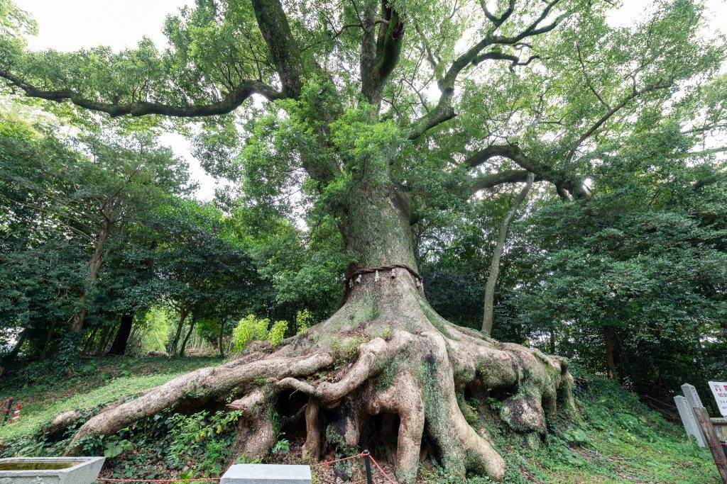 光岡八幡宮の大樟