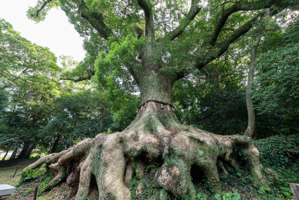 光岡八幡宮の大樟