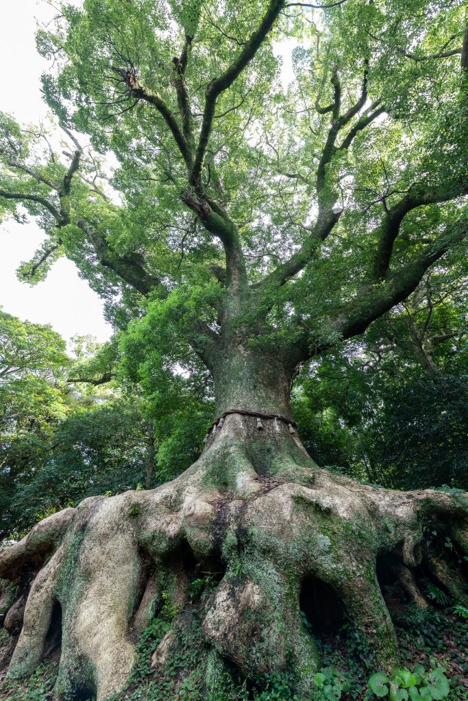 光岡八幡宮の大樟