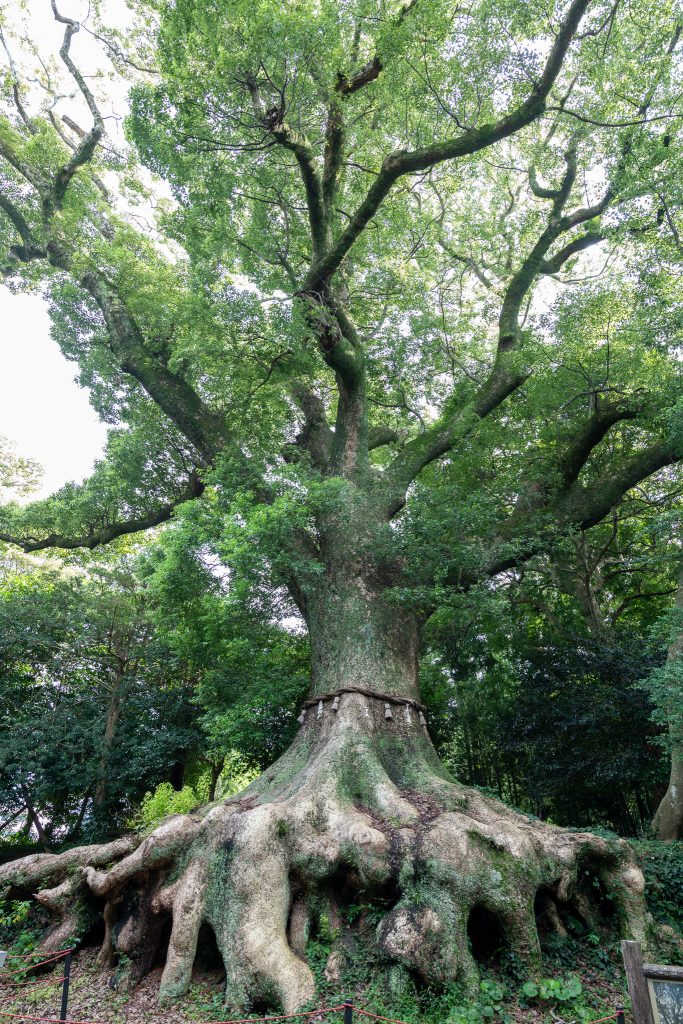 光岡八幡宮の大樟