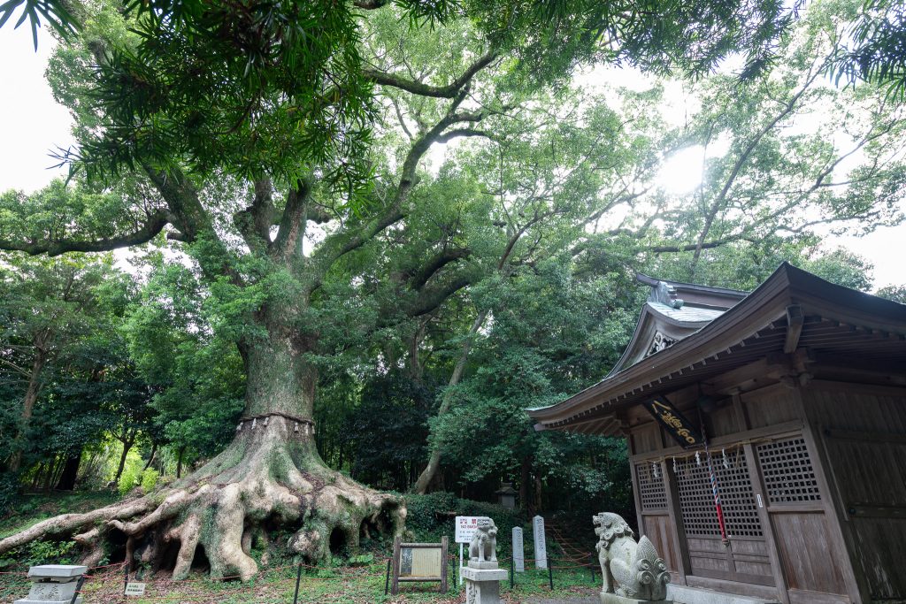 光岡八幡宮の大樟
