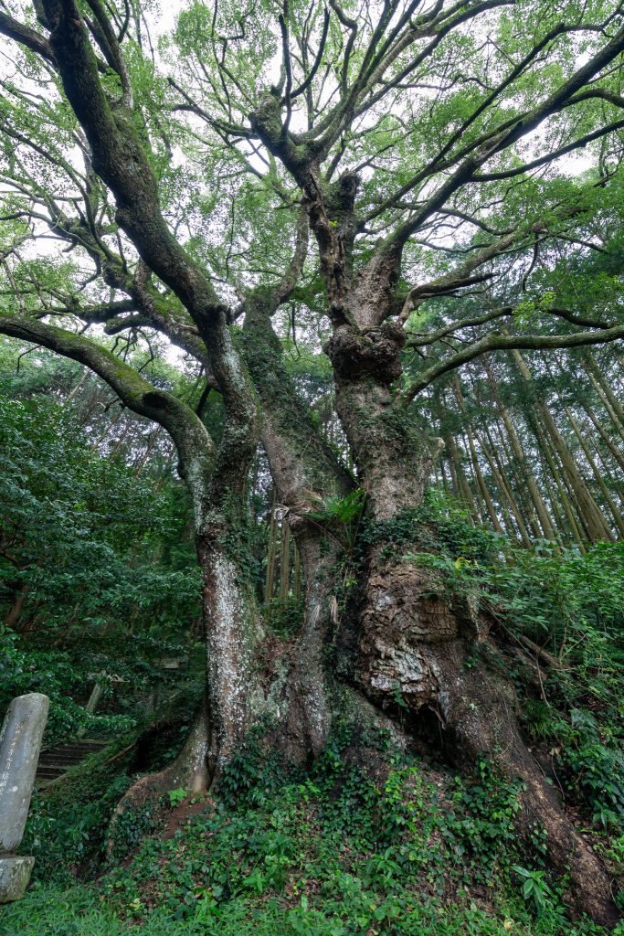 平山天満宮の大クス