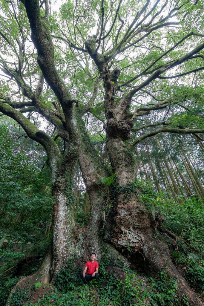 平山天満宮の大クス