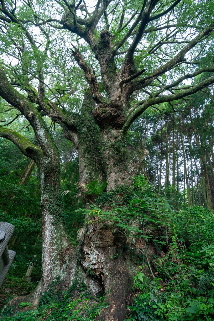 平山天満宮の大クス