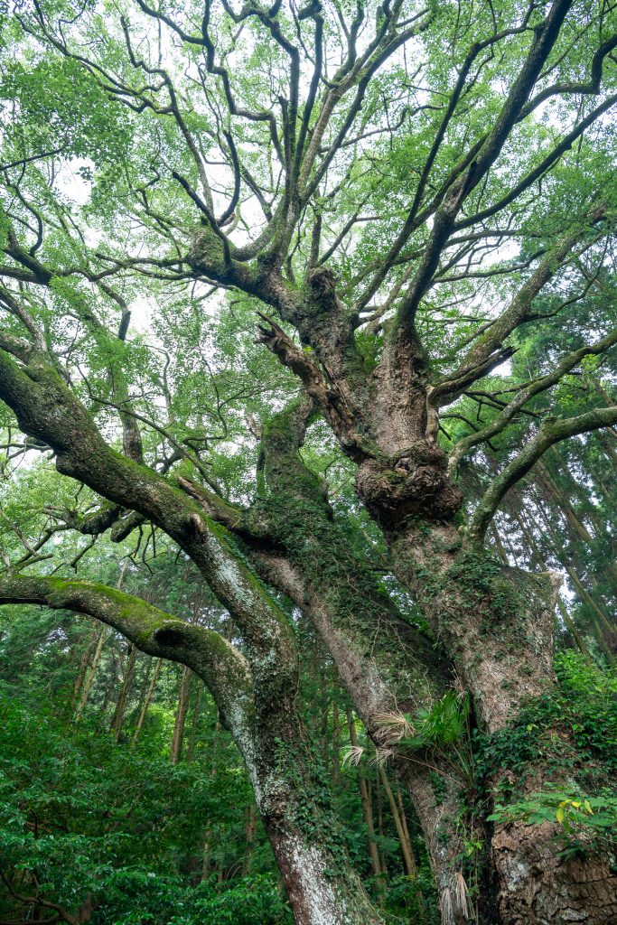平山天満宮の大クス