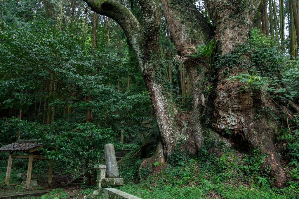 平山天満宮の大クス
