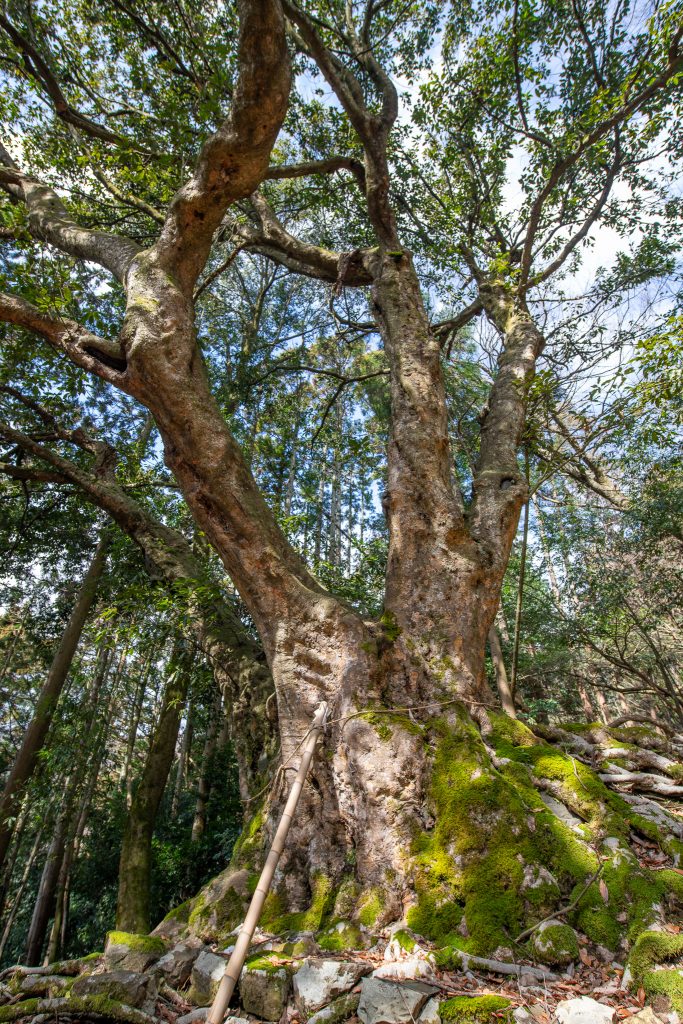 黒田のアカガシ