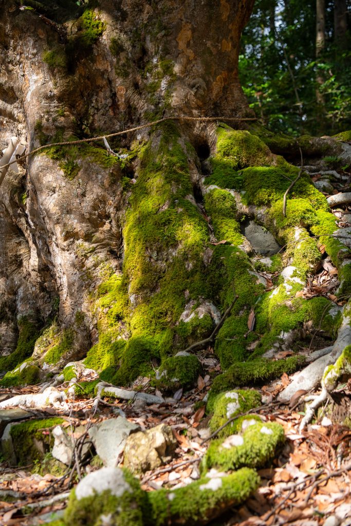 黒田のアカガシ