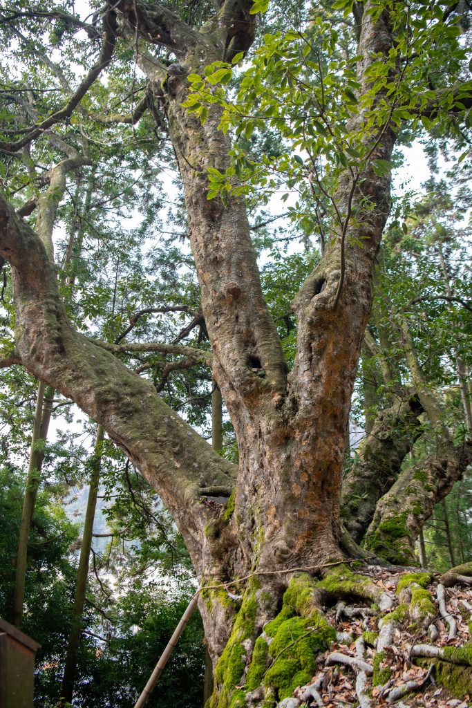 黒田のアカガシ