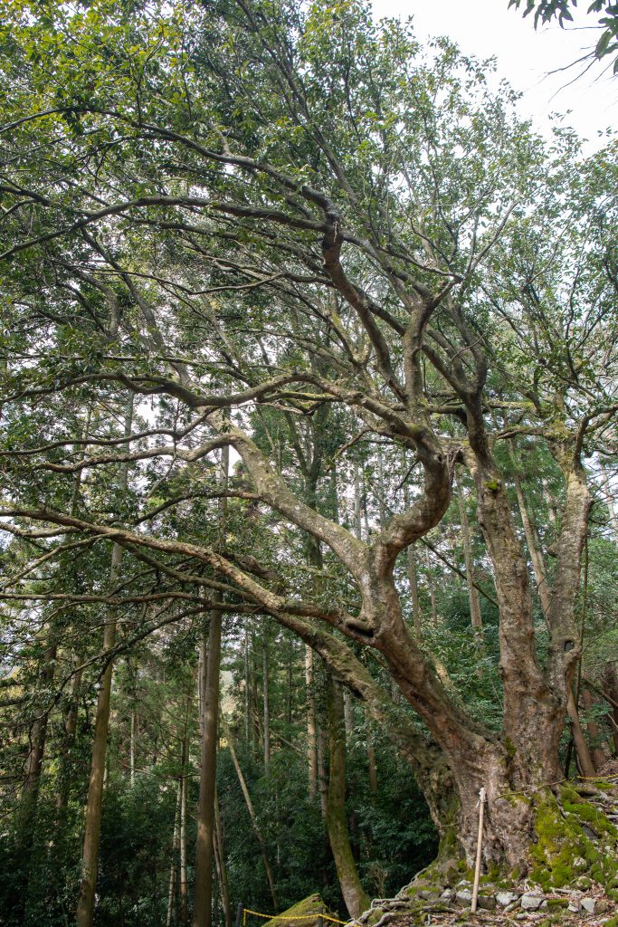 黒田のアカガシ