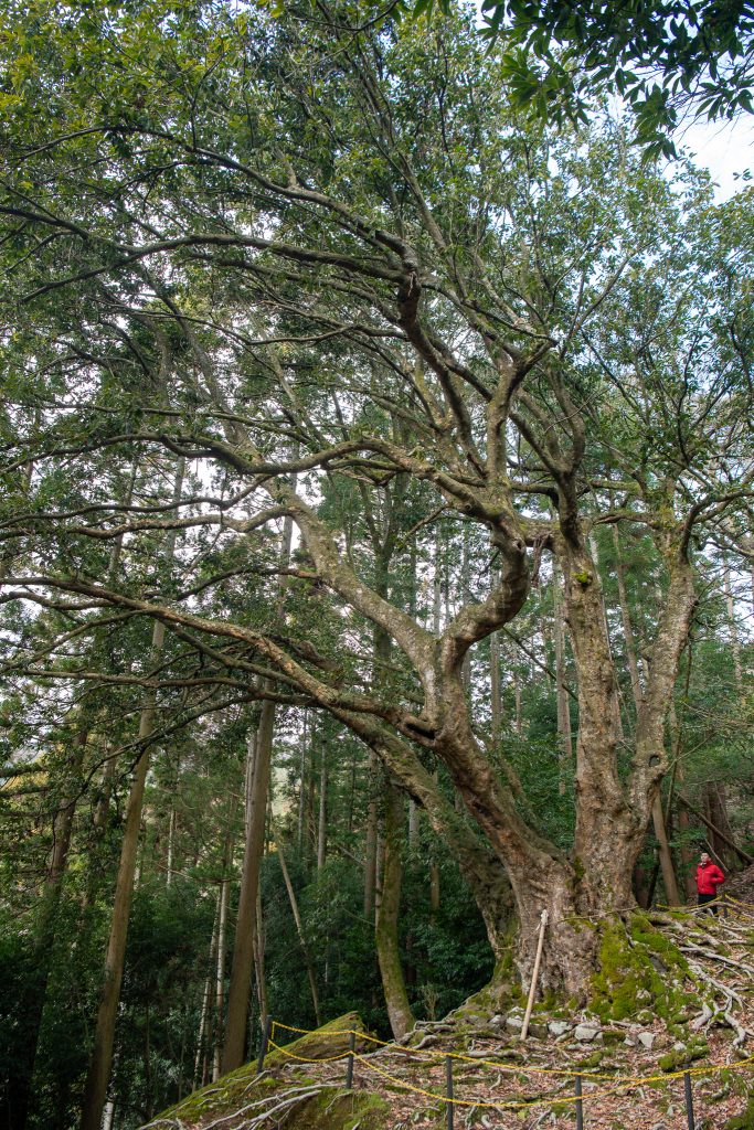 黒田のアカガシ