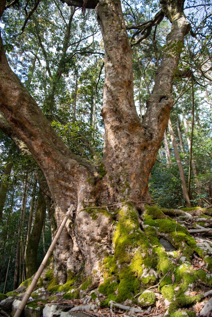 黒田のアカガシ