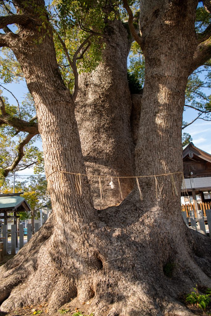 田島八幡神社のクスノキ