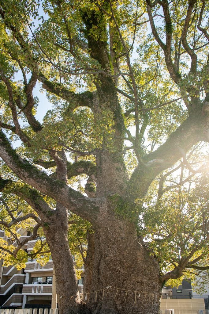 田島八幡神社のクスノキ