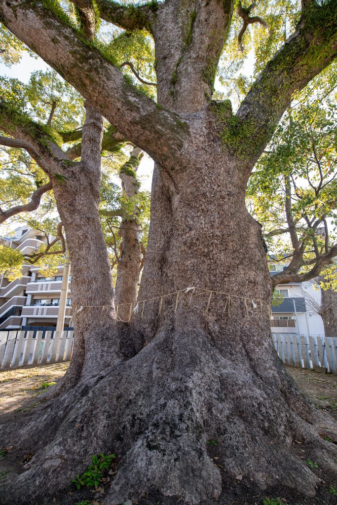 田島八幡神社のクスノキ