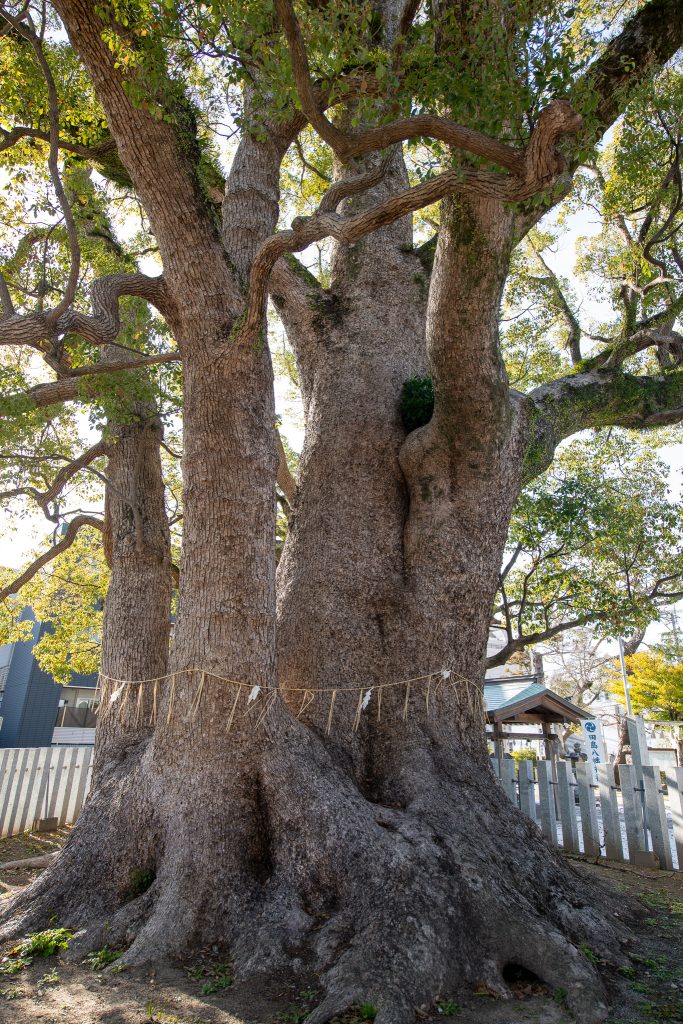田島八幡神社のクスノキ