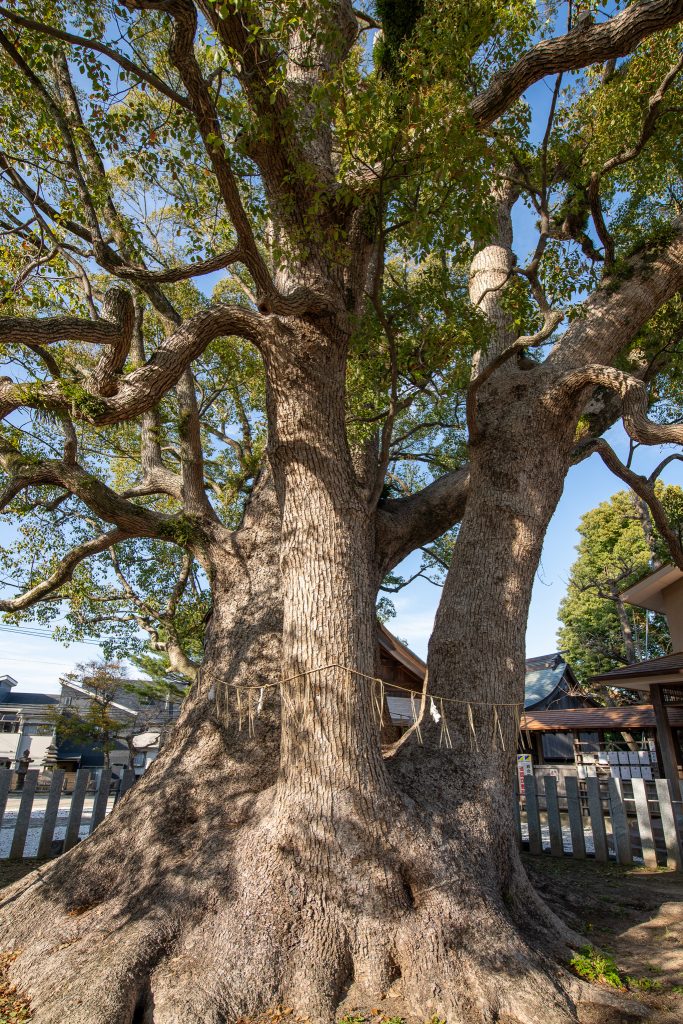 田島八幡神社のクスノキ