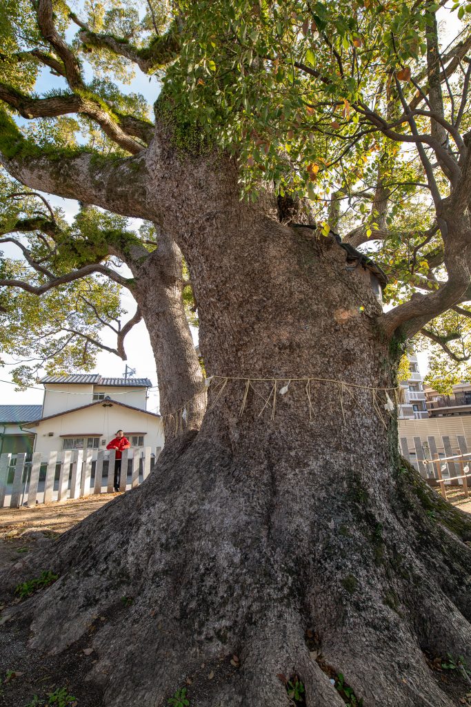 田島八幡神社のクスノキ