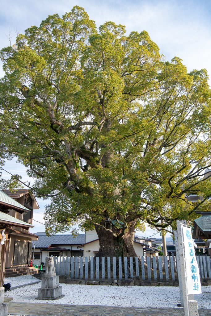田島八幡神社のクスノキ