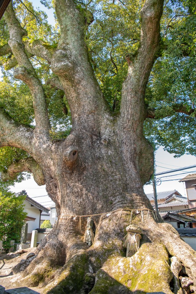 祇園社の大樟