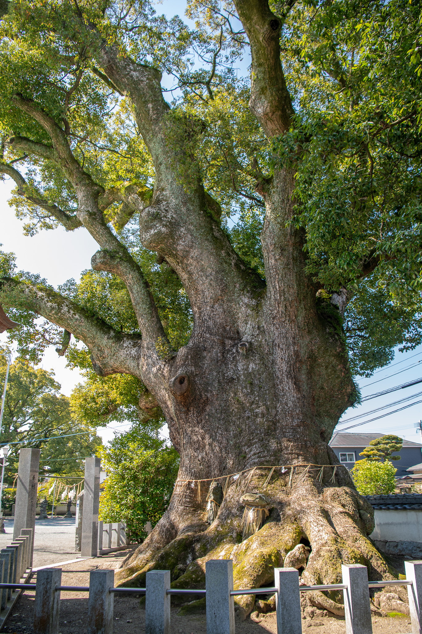 祇園社の大樟