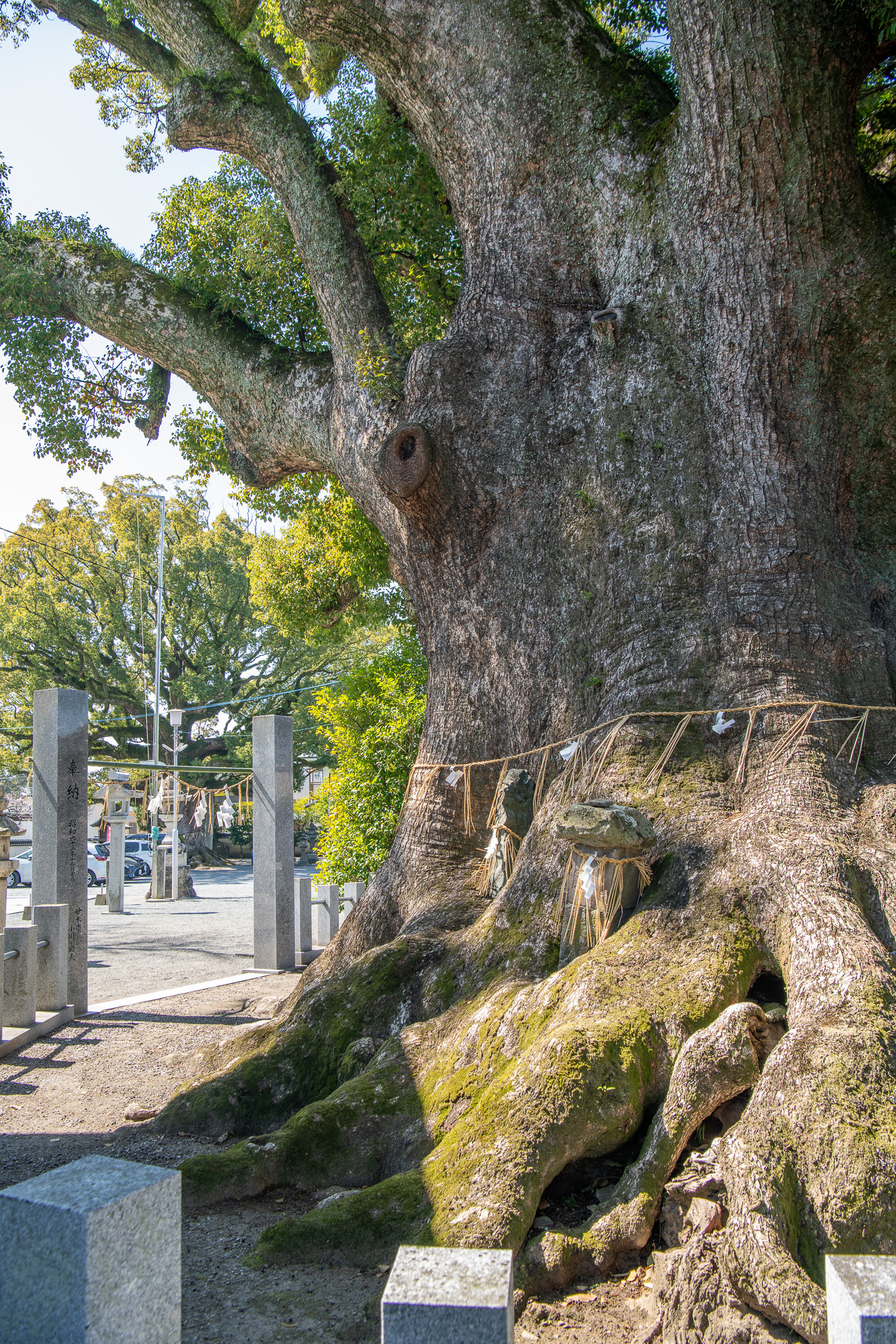 祇園社の大樟